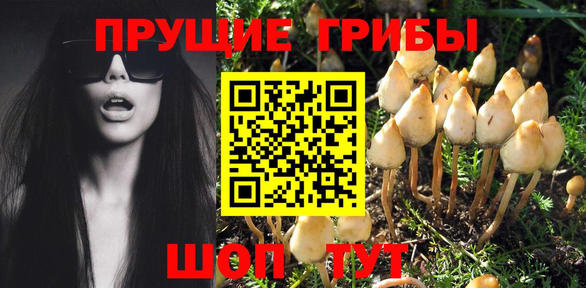 Елабуга  Галлюциногенные грибы MAGIC MUSHROOMS  купить наркотики сайты  Вход с VPN 